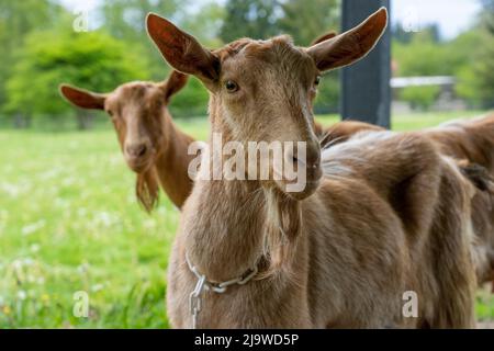 Issaquah, Washington, USA. Zwei weibliche Guernsey-Ziegen mit Blick auf die Wiese hinter ihnen Stockfoto