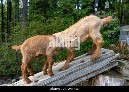 Issaquah, Washington, USA. Zwei drei Wochen alte Guernsey Ziegenkinder, die sich auf einer geneigten Planke vorbeiziehen und versuchen, den anderen davon zu überzeugen, sich zu bewegen Stockfoto