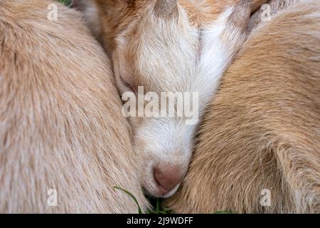 Issaquah, Washington, USA. Zwei drei Wochen alte Guernsey Ziegenkinder ruhen zusammen, wobei der Kopf eine V-Form bildet Stockfoto