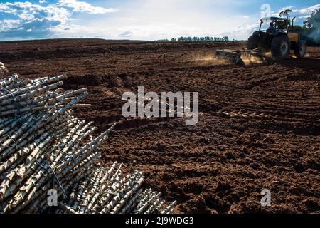 Ein Traktor pflügt den Boden neben Stücken von ausgewachsenem Cassava-Stamm, bekannt als maniva, getrennt in einem Feld für die Pflanzung in Brasilien Stockfoto