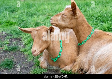 Issaquah, Washington, USA. Zwei Erwachsene weibliche Guernsey-Ziegen, die sich auf dem grasbewachsenen Fahrerlager ausruhen Stockfoto