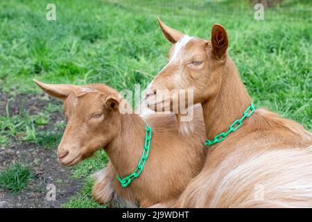 Issaquah, Washington, USA. Zwei Erwachsene weibliche Guernsey-Ziegen, die sich auf dem grasbewachsenen Fahrerlager ausruhen Stockfoto