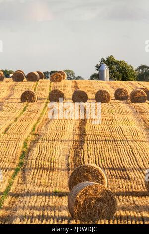 Reihen von Heuballen auf abschüssigem Feld bei warmem Abendsonne nach der Ernte in Nordirland, Großbritannien. Stockfoto