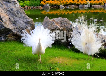 2 wunderschöner junger Pfau spreizte seinen Schwanz auf Gras. Weißer Pfau tanzen einen Hochzeitstanz, zeigen Feder im Park, Zoo Stockfoto