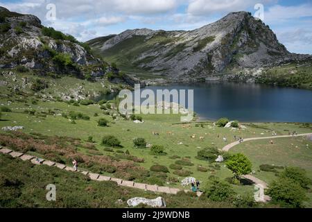 Besucher des Picos National Park wandern am 16.. Mai 2022 über dem spanischen See Enol, Covadonga, Picos Mountains, Asturien, Spanien. Die Seen Enol und Ercina sind die größten der Seen von Covadonga - zwei benachbarte Gletscherseen auf über 1000 Metern über dem Meeresspiegel. Stockfoto