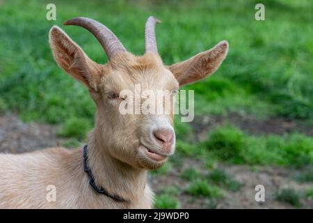 Issaquah, Washington, USA. Erwachsener Rüde Guernsey Goat, der in seinem grasbewachsenen Fahrerlager ruht Stockfoto