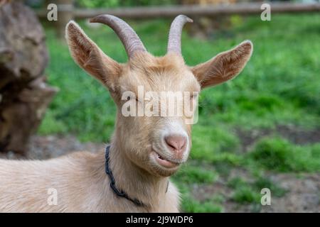 Issaquah, Washington, USA. Erwachsener Rüde Guernsey Goat, der in seinem grasbewachsenen Fahrerlager ruht Stockfoto