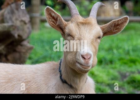 Issaquah, Washington, USA. Erwachsener Rüde Guernsey Goat, der in seinem grasbewachsenen Fahrerlager ruht Stockfoto