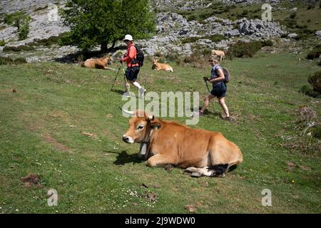 Zwei Wanderfrauen gehen am 16.. Mai 2022 auf einem Pfad nahe dem spanischen Lago la Ecina im Nationalpark Picos de Europa, Covadonga, Picos Mountains, Asturien, Spanien, vorsichtig an grasenden Kühen vorbei. Die Seen Enol und Ercina sind die größten der Seen von Covadonga - zwei benachbarte Gletscherseen auf über 1000 Metern über dem Meeresspiegel. Stockfoto