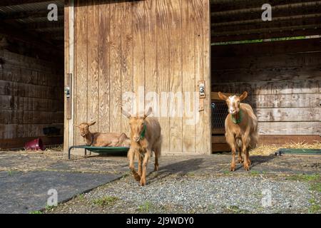 Issaquah, Washington, USA. Drei weibliche Guernsey-Ziegen vor ihrer Scheune, zwei beim Gehen und eine beim Ausruhen Stockfoto