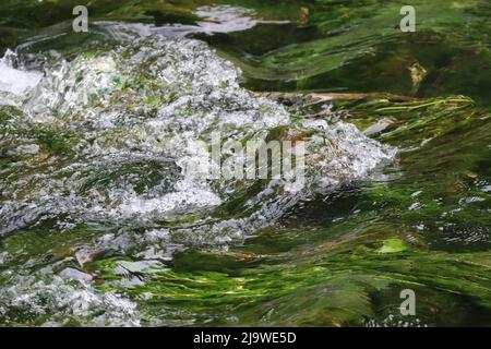 Rauschende Torrent in wunderschönem Smaragdgrün Stockfoto