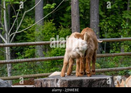 Issaquah, Washington, USA. Zwei drei Wochen alte Guernsey-Ziegen, die auf einem Stumpf spielen und versuchen, sich gegenseitig abzustoßen. Stockfoto