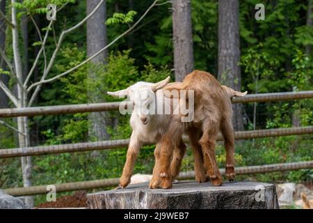 Issaquah, Washington, USA. Zwei drei Wochen alte Guernsey-Ziegen, die auf einem Stumpf spielen und versuchen, sich gegenseitig abzustoßen. Stockfoto