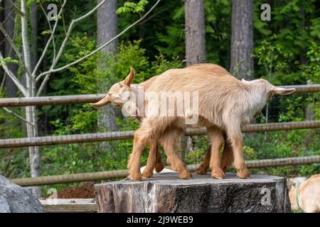 Issaquah, Washington, USA. Zwei drei Wochen alte Guernsey-Ziegen, die auf einem Stumpf spielen und versuchen, sich gegenseitig abzustoßen. Stockfoto