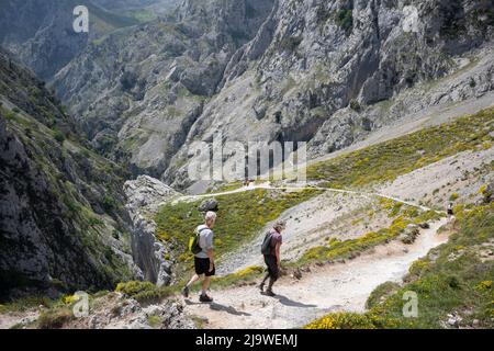 Am 15.. Mai 2022, in der Nähe von Poncebo, Picos Mountains, Asturien, Spanien, führt der Wanderer über den felsigen Weg in der Cares-Schlucht (Rio Cares), einem großen spanischen Wanderziel für Besucher des Nationalparks Picos de Europa. Der als „Göttliche Schlucht“ bekannte Wanderweg 22km erstreckt sich zwischen Caín und Poncebos in Asturien zwischen über 2.000 Meter hohen Bergen entlang der imposanten Schlucht, die vom Fluss Cares geformt wurde. Stockfoto