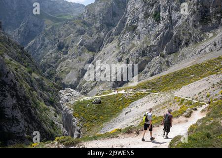 Am 15.. Mai 2022, in der Nähe von Poncebo, Picos Mountains, Asturien, Spanien, führt der Wanderer über den felsigen Weg in der Cares-Schlucht (Rio Cares), einem großen spanischen Wanderziel für Besucher des Nationalparks Picos de Europa. Der als „Göttliche Schlucht“ bekannte Wanderweg 22km erstreckt sich zwischen Caín und Poncebos in Asturien zwischen über 2.000 Meter hohen Bergen entlang der imposanten Schlucht, die vom Fluss Cares geformt wurde. Stockfoto