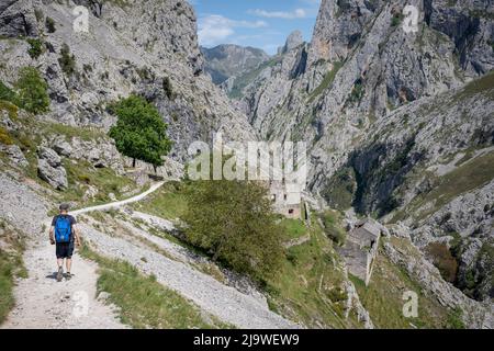 Am 15.. Mai 2022, in der Nähe von Poncebo, Picos Mountains, Asturien, Spanien, führt der Wanderer über den felsigen Weg in der Cares-Schlucht (Rio Cares), einem großen spanischen Wanderziel für Besucher des Nationalparks Picos de Europa. Der als „Göttliche Schlucht“ bekannte Wanderweg 22km erstreckt sich zwischen Caín und Poncebos in Asturien zwischen über 2.000 Meter hohen Bergen entlang der imposanten Schlucht, die vom Fluss Cares geformt wurde. Stockfoto