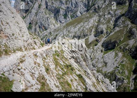 Am 15.. Mai 2022, in der Nähe von Poncebo, Picos Mountains, Asturien, Spanien, führt der Wanderer über den felsigen Weg in der Cares-Schlucht (Rio Cares), einem großen spanischen Wanderziel für Besucher des Nationalparks Picos de Europa. Der als „Göttliche Schlucht“ bekannte Wanderweg 22km erstreckt sich zwischen Caín und Poncebos in Asturien zwischen über 2.000 Meter hohen Bergen entlang der imposanten Schlucht, die vom Fluss Cares geformt wurde. Stockfoto