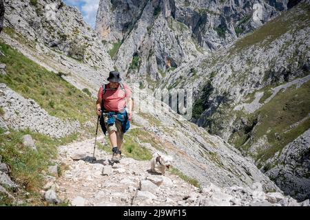 Ein Wanderer und sein kleiner Hund gehen am 15.. Mai 2022 auf dem felsigen Weg in der Cares-Schlucht (Rio Cares), einem großen spanischen Wanderziel für Besucher des Nationalparks Picos de Europa, in der Nähe von Poncebo, Picos-Bergen, Asturien, Spanien, durch. Der als „Göttliche Schlucht“ bekannte Wanderweg 22km erstreckt sich zwischen Caín und Poncebos in Asturien zwischen über 2.000 Meter hohen Bergen entlang der imposanten Schlucht, die vom Fluss Cares geformt wurde. Stockfoto
