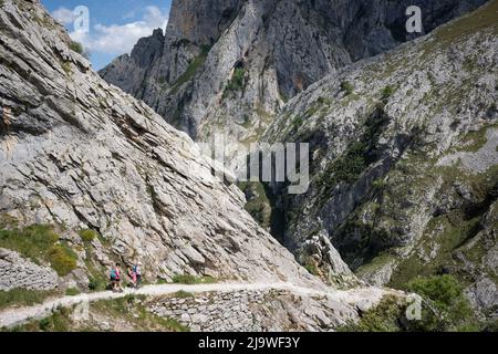 Am 15.. Mai 2022, in der Nähe von Poncebo, Picos Mountains, Asturien, Spanien, führt der Wanderer über den felsigen Weg in der Cares-Schlucht (Rio Cares), einem großen spanischen Wanderziel für Besucher des Nationalparks Picos de Europa. Der als „Göttliche Schlucht“ bekannte Wanderweg 22km erstreckt sich zwischen Caín und Poncebos in Asturien zwischen über 2.000 Meter hohen Bergen entlang der imposanten Schlucht, die vom Fluss Cares geformt wurde. Stockfoto