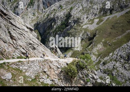 Am 15.. Mai 2022, in der Nähe von Poncebo, Picos Mountains, Asturien, Spanien, führt der Wanderer über den felsigen Weg in der Cares-Schlucht (Rio Cares), einem großen spanischen Wanderziel für Besucher des Nationalparks Picos de Europa. Der als „Göttliche Schlucht“ bekannte Wanderweg 22km erstreckt sich zwischen Caín und Poncebos in Asturien zwischen über 2.000 Meter hohen Bergen entlang der imposanten Schlucht, die vom Fluss Cares geformt wurde. Stockfoto