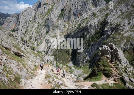 Am 15.. Mai 2022, in der Nähe von Poncebo, Picos Mountains, Asturien, Spanien, führt der Wanderer über den felsigen Weg in der Cares-Schlucht (Rio Cares), einem großen spanischen Wanderziel für Besucher des Nationalparks Picos de Europa. Der als „Göttliche Schlucht“ bekannte Wanderweg 22km erstreckt sich zwischen Caín und Poncebos in Asturien zwischen über 2.000 Meter hohen Bergen entlang der imposanten Schlucht, die vom Fluss Cares geformt wurde. Stockfoto