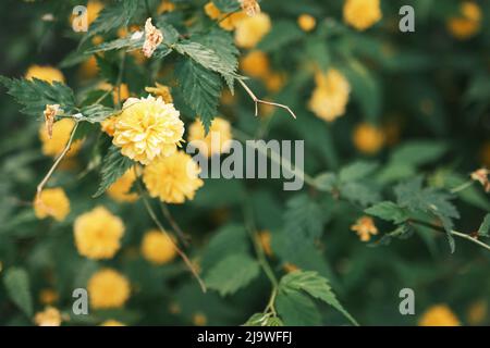 kanarienrose: Kerria Japonica ist ein sommergrüner Strauch und auffällige Pflanzen mit lang blühenden, auffallend gelben Blüten. Sie wächst natürlich in China und Japan Stockfoto