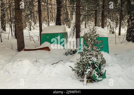 Weggeworfene Weihnachtsbäume in der Nähe von Abfallbehältern in einem Wohngebiet. Nach Weihnachten Stockfoto