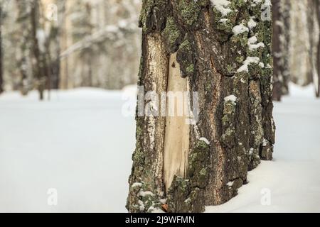 Beschädigte Birkenrinde aus der Nähe. Schneebedeckter Winter Stockfoto