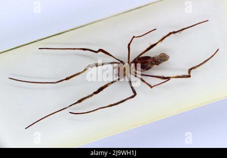 Plexiglas umhülltes Exemplar von oben auf weißem Hintergrund gesehen Nephila pilipes riesige oder nördliche goldene Reichsapfel-Weberspinne Stockfoto