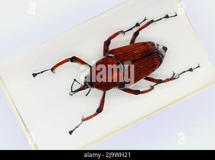 Plexiglas umhüllte Exemplar von oben auf weißem Hintergrund Rhynchophorus ferrugineus Red Palm weevil Stockfoto