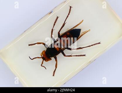 Plexiglas umhüllte Exemplar von oben auf weißem Hintergrund, asiatische Riesenhornet Vespa mandarinia Stockfoto