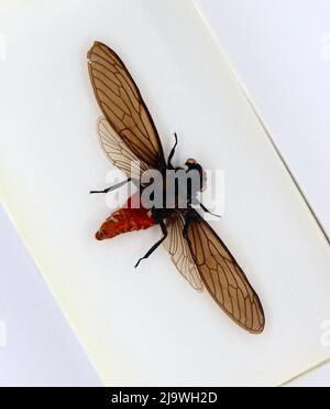 Plexiglas umhüllte Exemplar von oben auf weißem Hintergrund Cicadidae cicada indochina Stockfoto