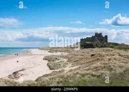 Northumberland Coast, Blick im späten Frühjahr auf einen typisch nordhumbrischen Abschnitt aus Sanddünen und Strand neben Bamburgh Castle, Northumberland, England Stockfoto