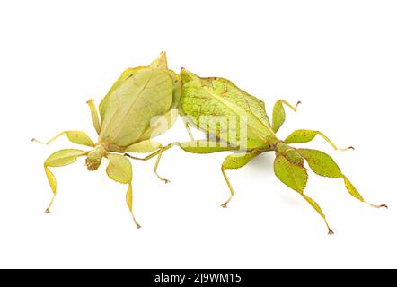 Stecken Sie Insekt vor weißem Hintergrund Stockfoto