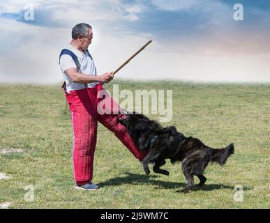 Junge langhaarige holländische Schäferhund Ausbildung in der Natur für Sicherheit Stockfoto