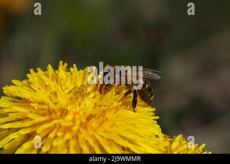 Kleine Biene auf dem leuchtend gelben Dandelion im Garten Stockfoto