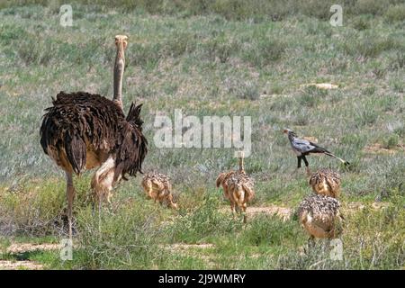 Gewöhnliches Straußenweibchen (Struthio camelus) mit Jungtieren in der Kalahari-Wüste, im Kgalagadi Transfrontier Park, Provinz Nordkap, Südafrika Stockfoto