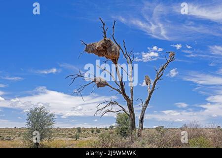 Geselliger Weber (Philetairus socius) brütet in der Kalahari-Wüste, im Kgalagadi Transfrontier Park, Nordkap, Südafrika, in einer toten Baumkolonie Stockfoto