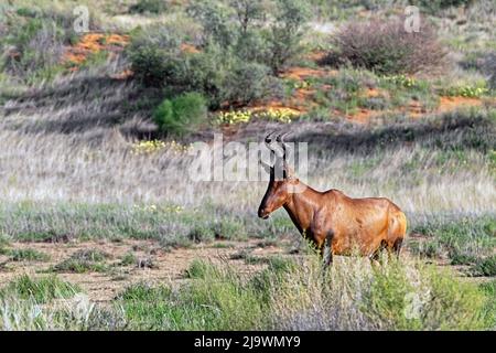 Red hartebeest / Cape hartebeest (Alcelaphus buselaphus caama) in der Kalahari-Wüste, Kgalagadi Transfrontier Park, Nordkap, Südafrika Stockfoto