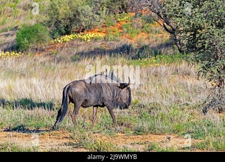 Blauer Gnus / gewöhnlicher Gnus (Connochaetes taurinus) in der Kalahari-Wüste, Kgalagadi Transfrontier Park, Nordkap, Südafrika Stockfoto