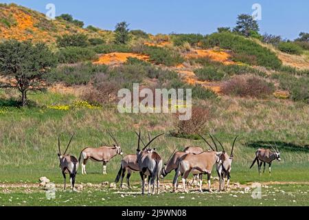 Gemsbok (Oryx Gazella) Herde in der Kalahari Wüste, Kgalagadi Transfrontier Park, Northern Cape Province, Südafrika Stockfoto