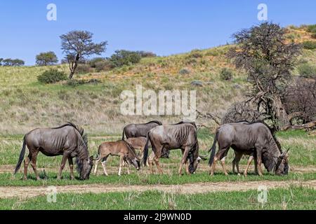 Blauer Wildebeest (Connochaetes taurinus) Herde mit Kälbern, die in der Kalahari-Wüste, im Kgalagadi Transfrontier Park, Nordkap, Südafrika grasen Stockfoto