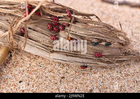 Nahaufnahme einer großen Anzahl von Marienkäfer und Käfer sammeln sich im Frühjahr auf organischem Schutt am Strand Stockfoto