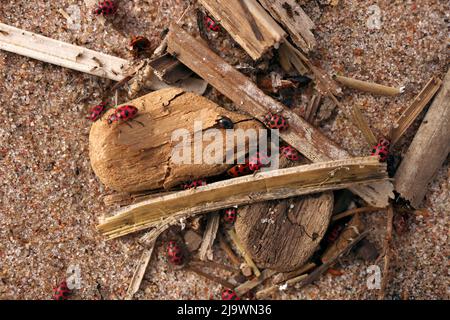 Nahaufnahme einer großen Anzahl von Marienkäfer und Käfer sammeln sich im Frühjahr auf organischem Schutt am Strand Stockfoto