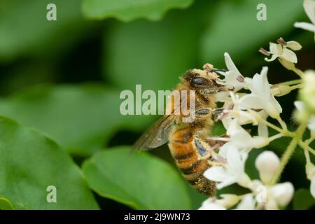 Italien, Lombardei, Bienensammlung auf chinesischen Privatblumen, Ligustrum Sinense Stockfoto