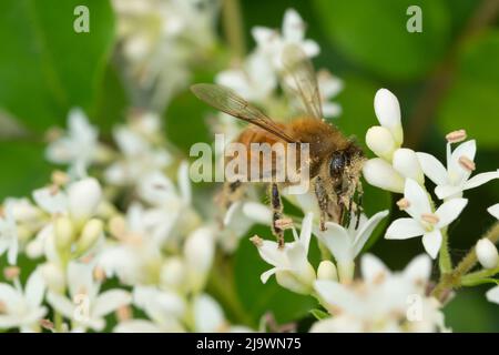 Italien, Lombardei, Bienensammlung auf chinesischen Privatblumen, Ligustrum Sinense Stockfoto