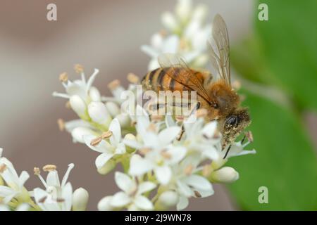 Italien, Lombardei, Bienensammlung auf chinesischen Privatblumen, Ligustrum Sinense Stockfoto