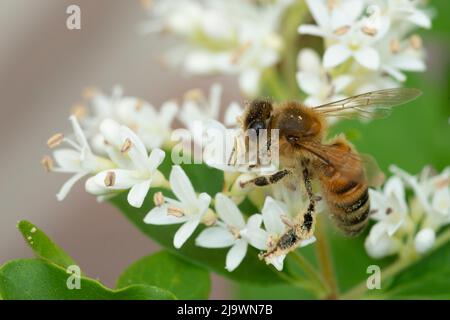 Italien, Lombardei, Bienensammlung auf chinesischen Privatblumen, Ligustrum Sinense Stockfoto