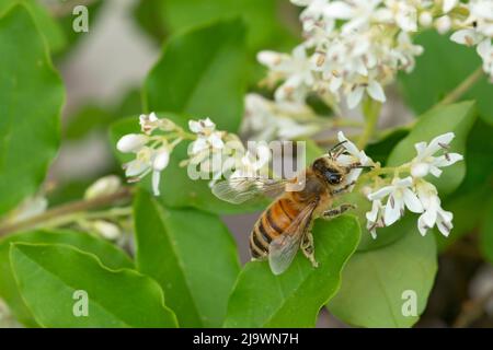 Italien, Lombardei, Bienensammlung auf chinesischen Privatblumen, Ligustrum Sinense Stockfoto